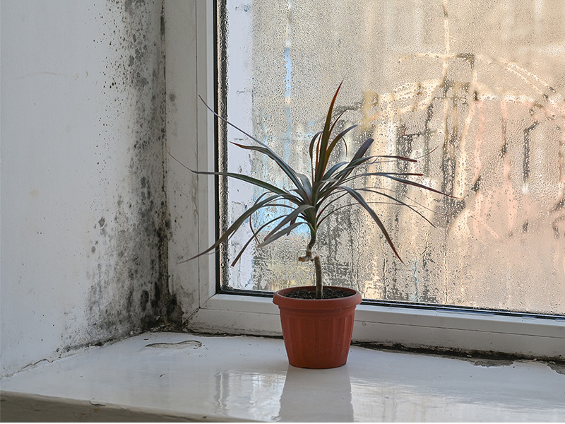 Fenster mit Fungal-Schimmel durch hohe Luftfeuchtigkeit und Pflanzen auf Fensterbank – Hinweis auf Schimmelpilz in Uelzen.